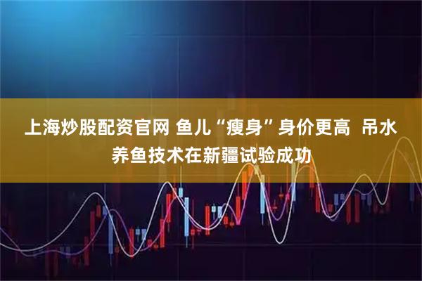 上海炒股配资官网 鱼儿“瘦身”身价更高 吊水养鱼技术在新疆试验成功
